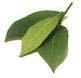 Bay-Laurel-leaves